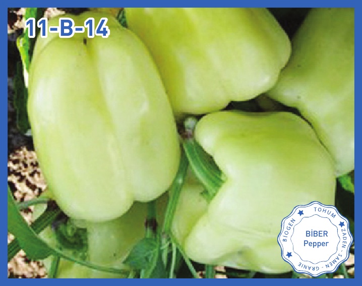 11 B 14 