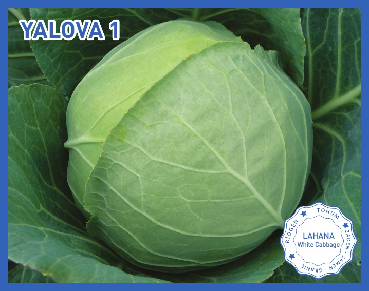 YALOVA 1