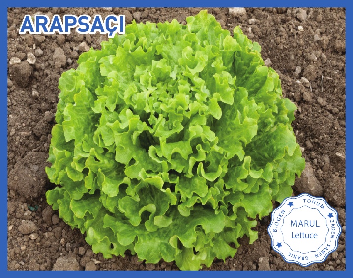 ARAPSAÇI