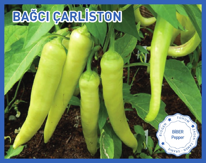BAĞCI ÇARLİSTON