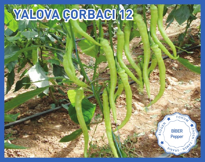 ÇORBACI 12