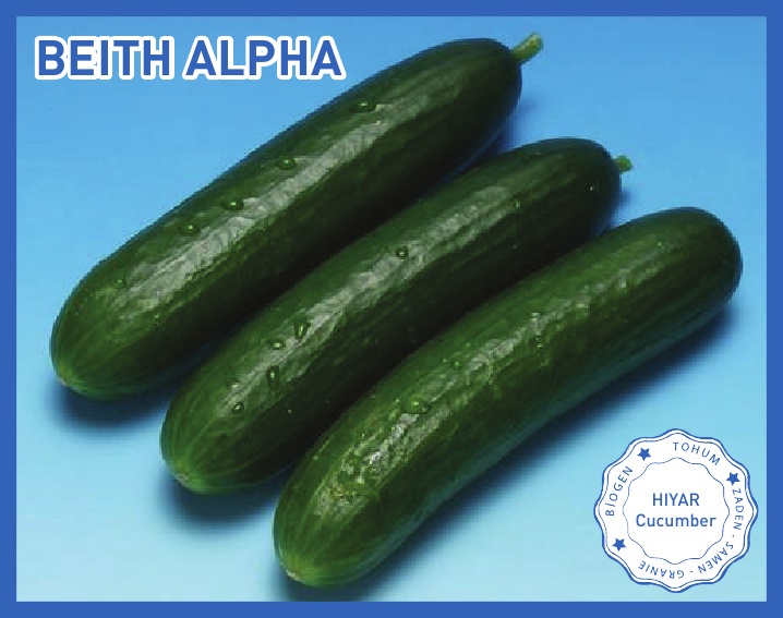 BEITH ALPHA