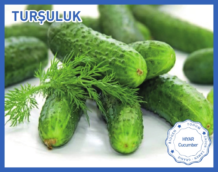 TURŞULUK HIYAR