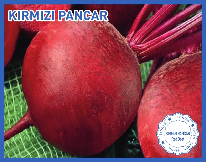 KIRMIZI PANCAR