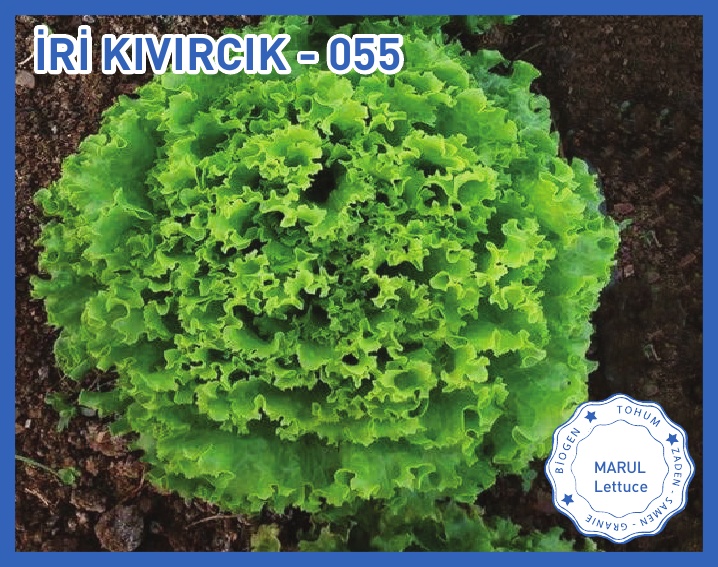 İRİ KIVIRCIK 055