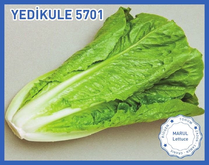 YEDİKULE 5701