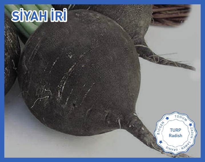 İRİ SİYAH TURP